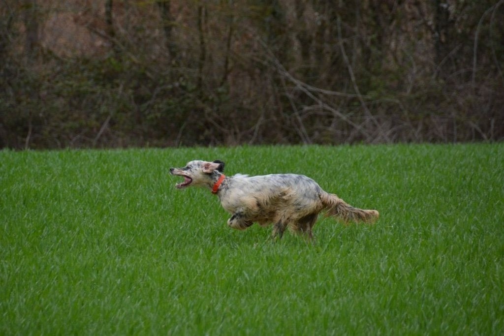 Ozzy (Sans Affixe)