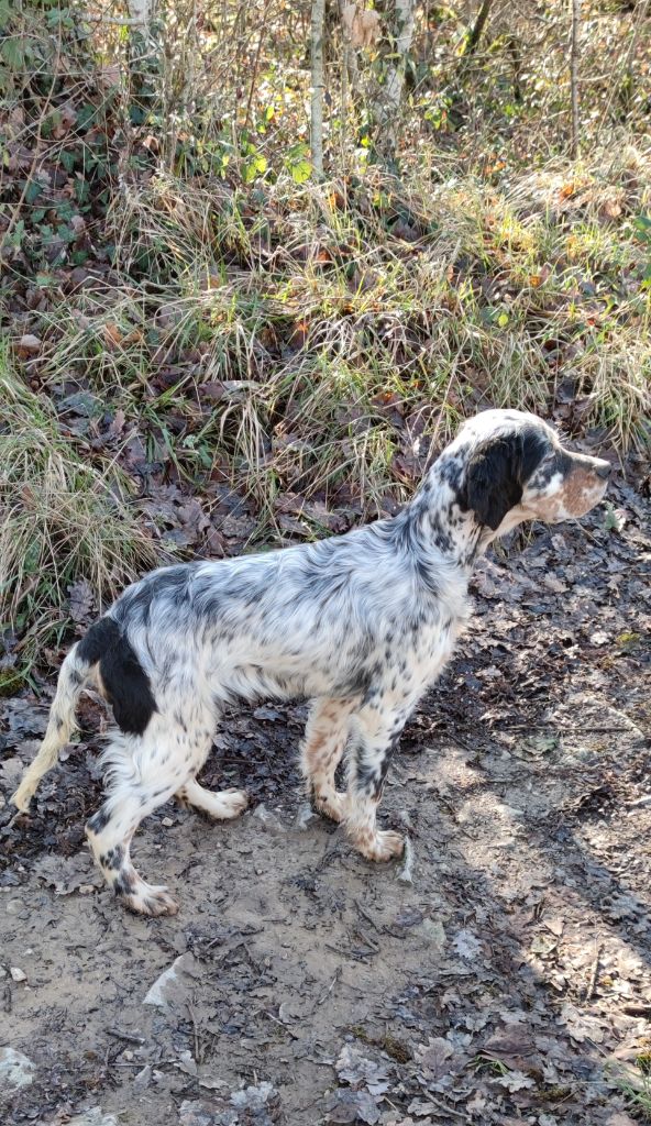 TR. CH. Rusty De La Vallée De Gicorne